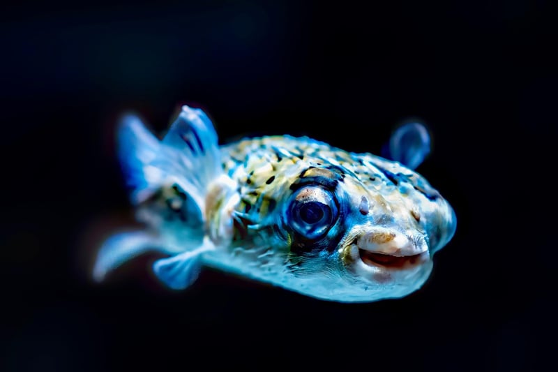 Underwater Worlds